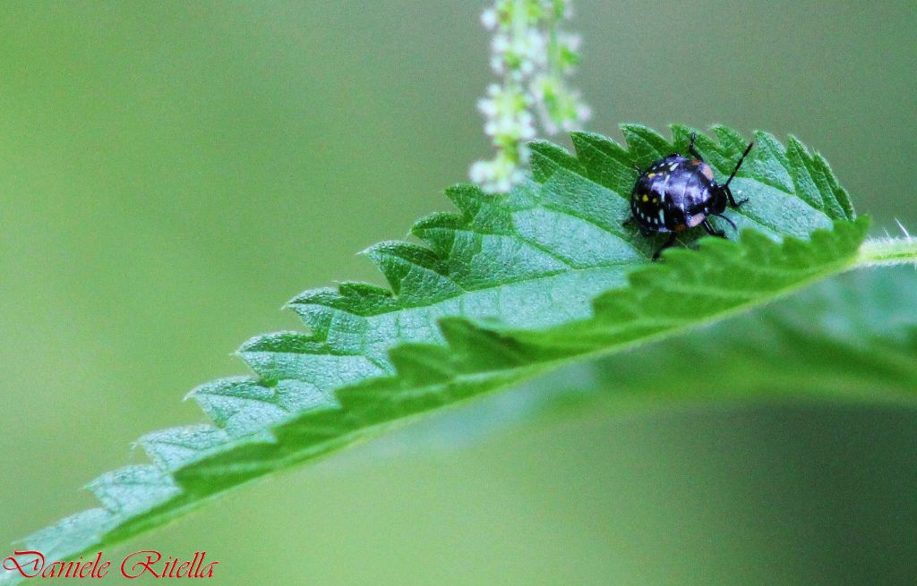 Pentatomidae: neanidi di Nezara viridula in Campania (CE)